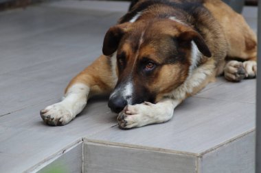 Bir köpeğin portresi.