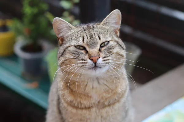 Katze Garten — Stockfoto