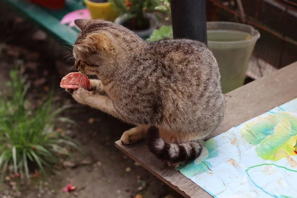 Gato Jardín — Foto de Stock