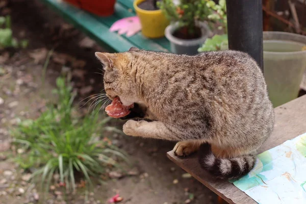 Chat Dans Jardin — Photo