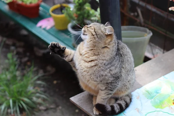 花园里的猫 — 图库照片