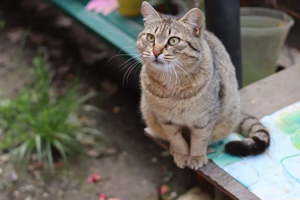 Katze Garten — Stockfoto