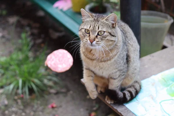 Chat Dans Jardin — Photo