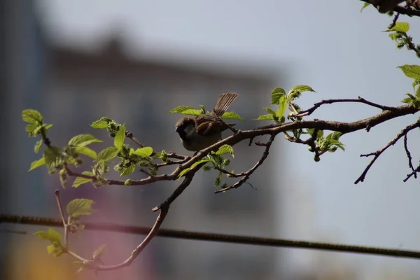 Frühling Garten — Stockfoto