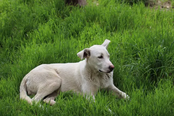 Gran Perro Blanco Encuentra Hierba Verde —  Fotos de Stock