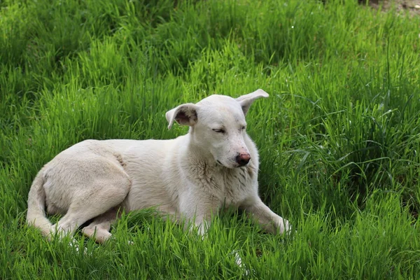 Gran Perro Blanco Encuentra Hierba Verde —  Fotos de Stock