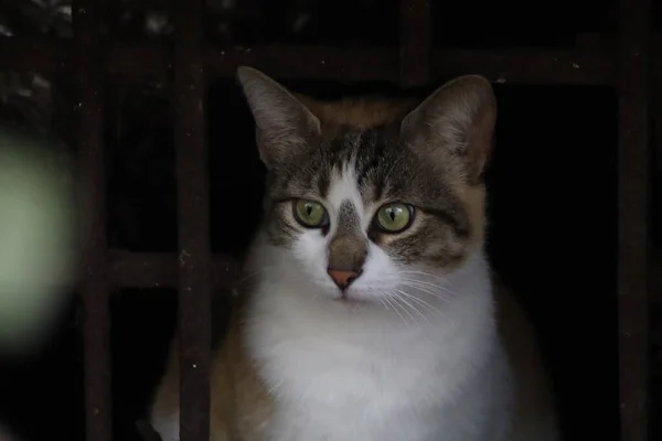 Gato Jardín — Foto de Stock