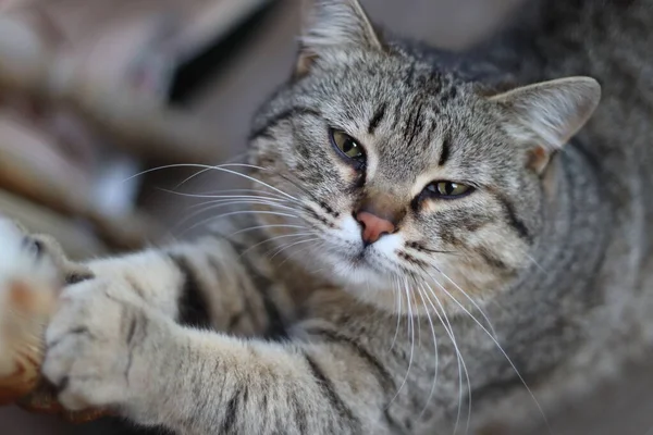 Bahçedeki Kedi — Stok fotoğraf