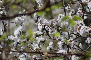 İlkbaharda açan meyve ağaçları