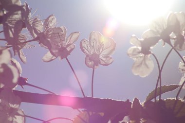 İlkbaharda açan meyve ağaçları