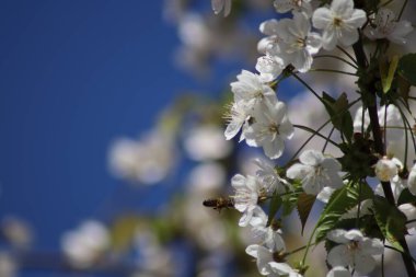 İlkbaharda açan meyve ağaçları