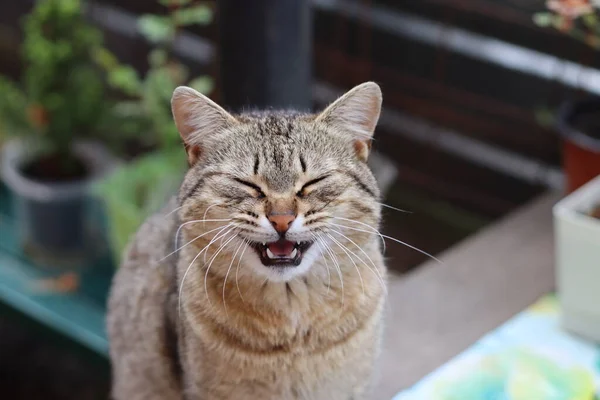 Katze Garten — Stockfoto