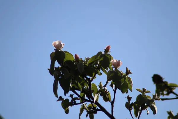 Fruit Trees Blooming Spring — Stock Photo, Image