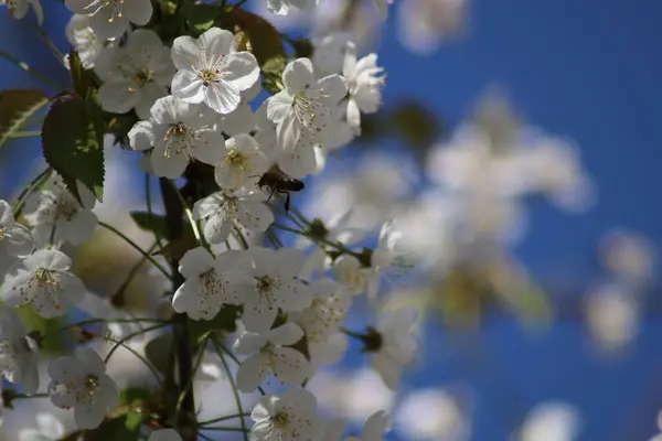 Fruit Trees Blooming Spring — Stock Photo, Image