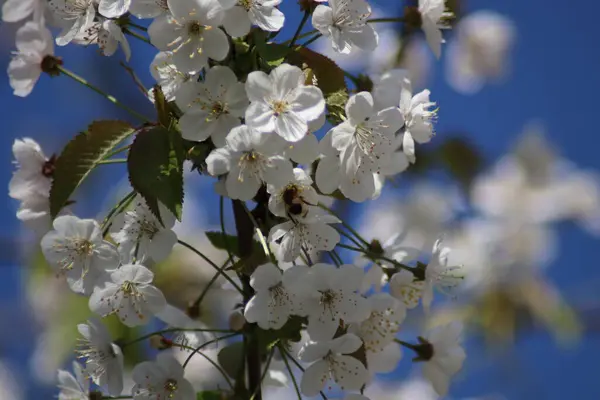 Fruit Trees Blooming Spring — Stock Photo, Image