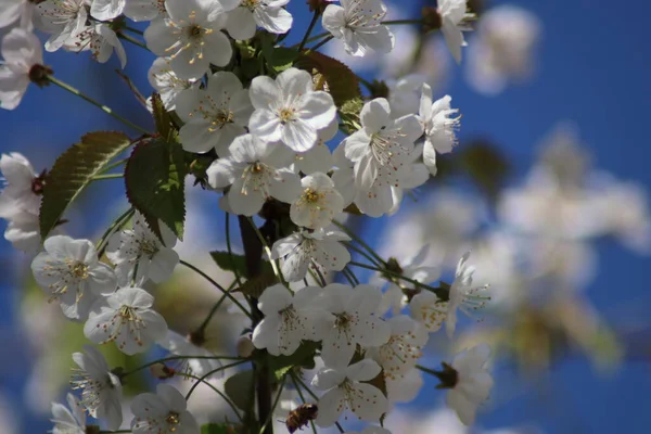 Fruit Trees Blooming Spring — Stock Photo, Image