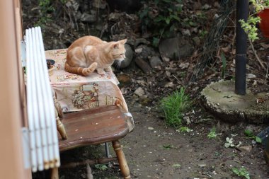 Güzel bir kedinin portresi.