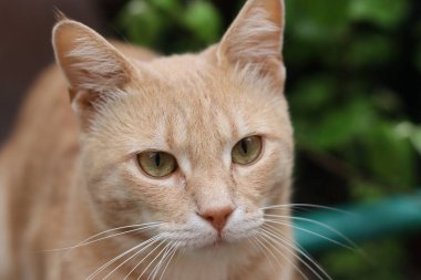 Güzel bir kedinin portresi.