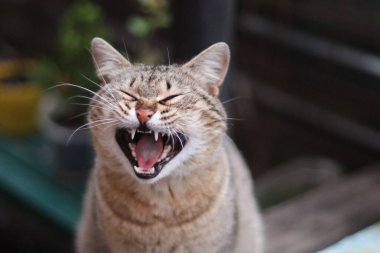 Güzel bir kedinin portresi.