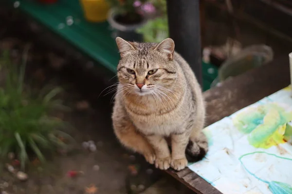 ปภาพของแมวท สวยงาม — ภาพถ่ายสต็อก