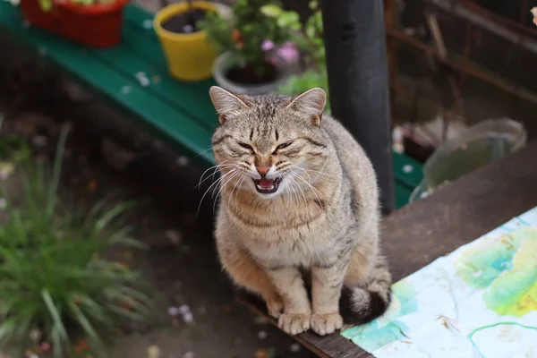 Retrato Hermoso Gato — Foto de Stock