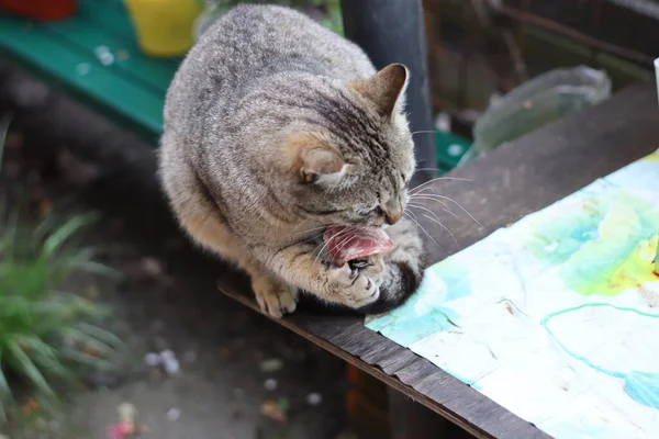 Porträt Einer Schönen Katze — Stockfoto