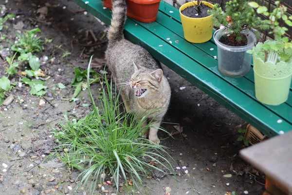 Retrato Hermoso Gato — Foto de Stock