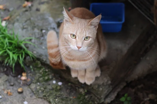 Porträtt Vacker Katt — Stockfoto