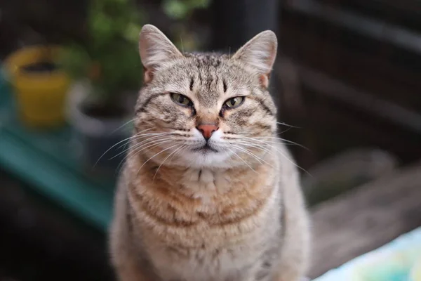 Porträt Einer Schönen Katze — Stockfoto