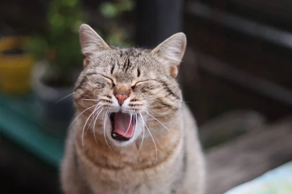 Retrato Hermoso Gato —  Fotos de Stock