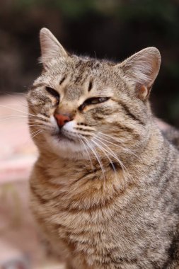 Kedi bahçede oynuyor.