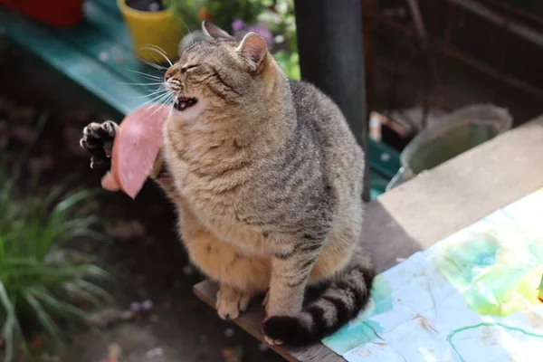 Gato Está Brincando Jardim — Fotografia de Stock