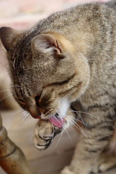 Gato Está Brincando Jardim — Fotografia de Stock