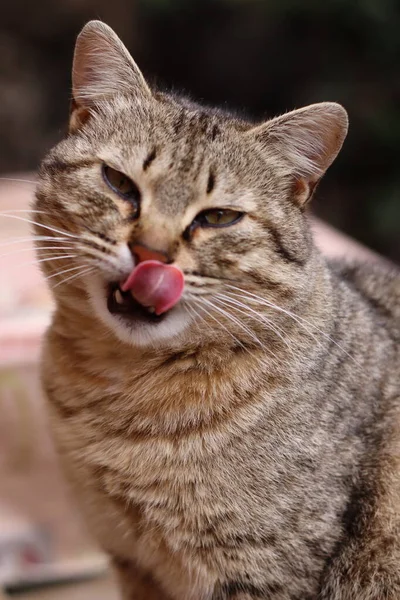 Kedi Bahçede Oynuyor — Stok fotoğraf