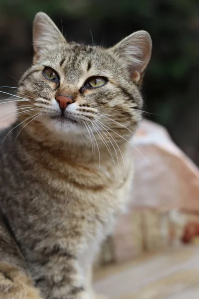 Gato Está Brincando Jardim — Fotografia de Stock