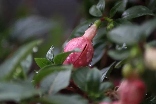 Czerwone Kwiaty Kroplami Wody Deszczowej — Zdjęcie stockowe