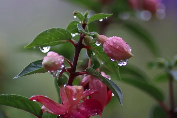 Czerwone Kwiaty Kroplami Wody Deszczowej — Zdjęcie stockowe