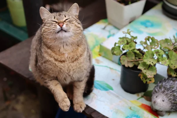 Gato Jardín — Foto de Stock