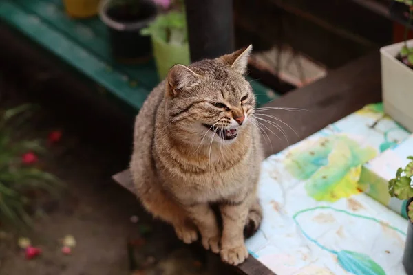 Katze Garten — Stockfoto