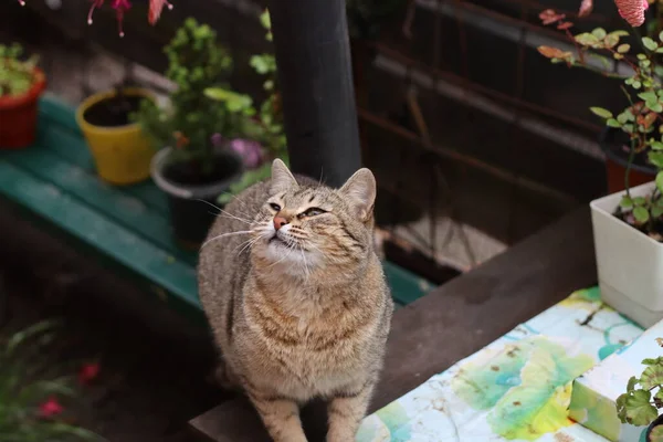 Gato Jardim — Fotografia de Stock