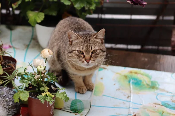 แมวในสวน — ภาพถ่ายสต็อก
