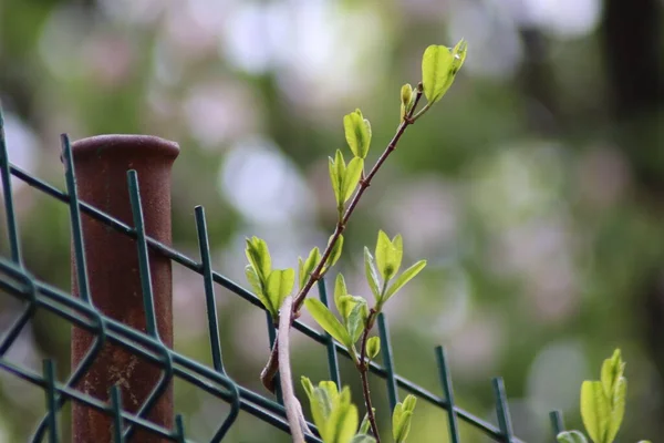 Leaves Fence — Stock Photo, Image