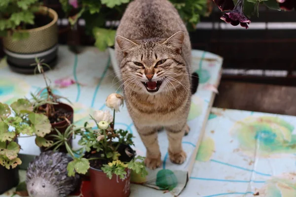 Katze Garten — Stockfoto