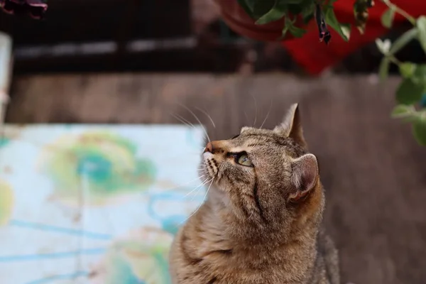 Gato Jardín —  Fotos de Stock