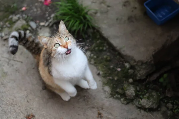 Kucing Taman — Stok Foto