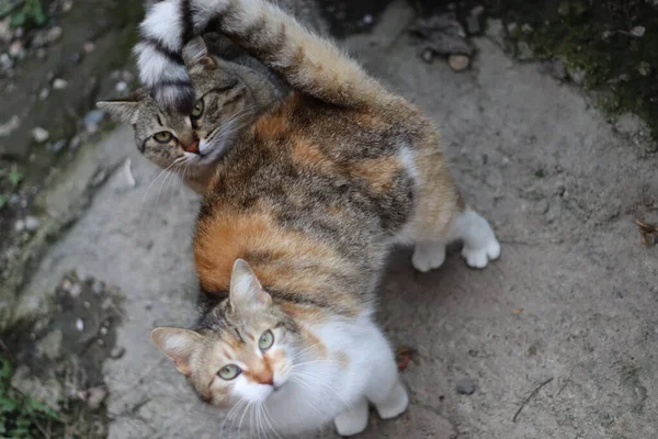 Katze Garten — Stockfoto