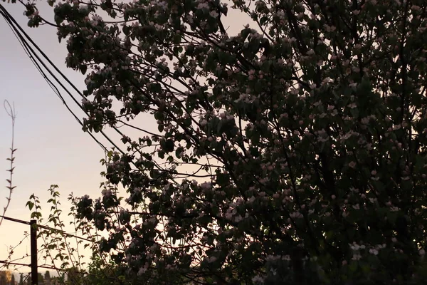 Membrillo Floreciendo Luz Del Atardecer —  Fotos de Stock