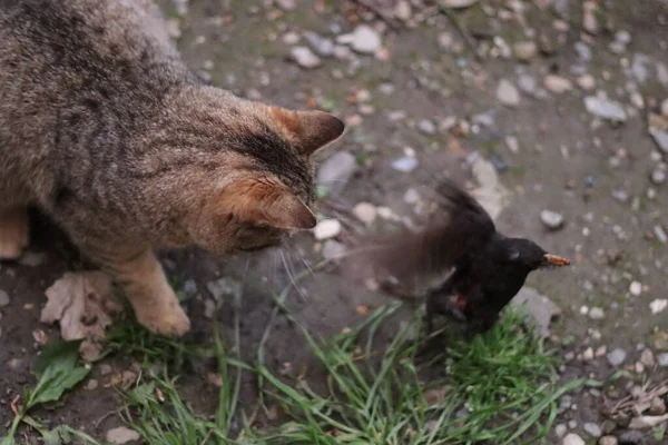 Die Katze Und Der Vogel Den Sie Gefangen Hat — Stockfoto