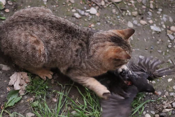 the cat and the bird it caught