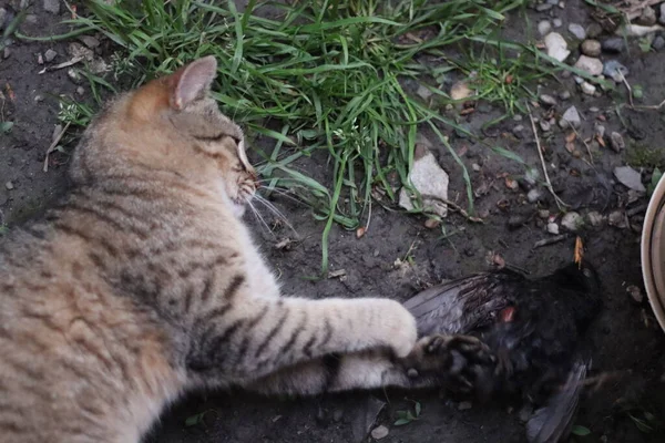 Gato Pássaro Que Pegou — Fotografia de Stock